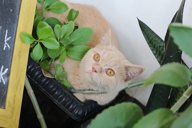 Free Cat Animal photo and picture