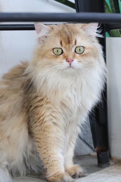 Free Cat Animal photo and picture