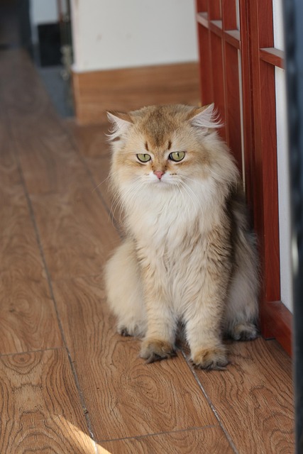 Free Cat Animal photo and picture
