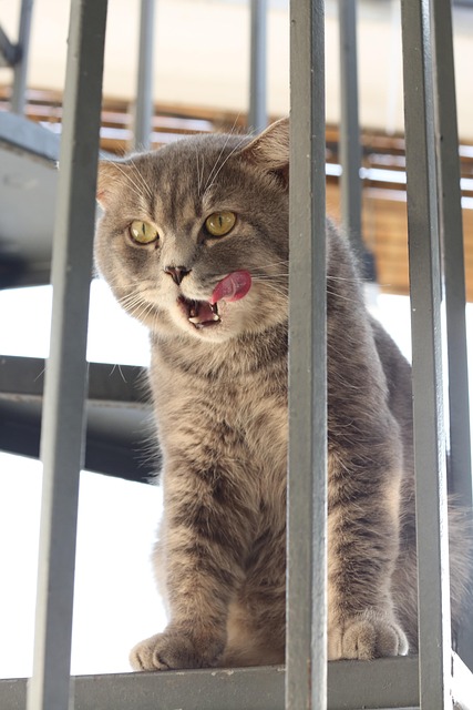 Free Cat Animal photo and picture