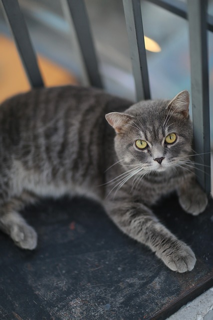 Free Cat Animal photo and picture