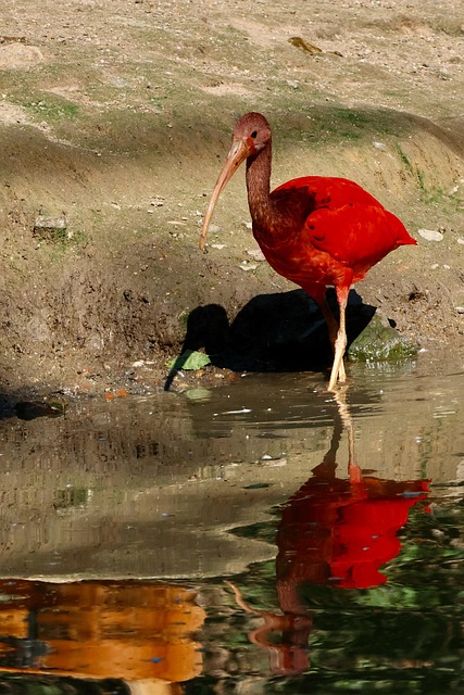 Free Bird Red photo and picture