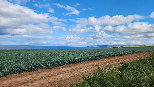 Bauernhof, Gemüse, Meer, Landwirtschaft
