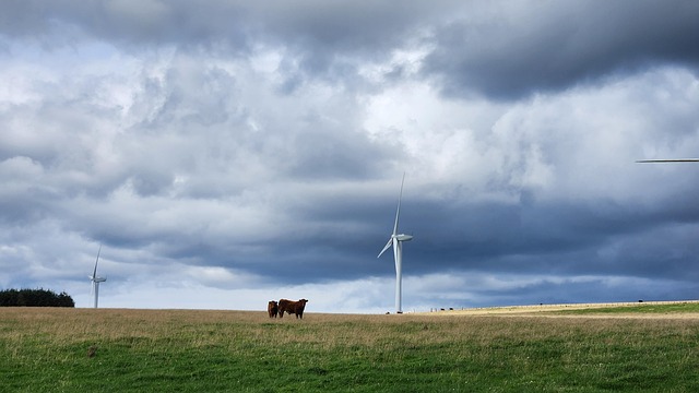 Kuh, Bauernhof, Ranch, Wind, Windmühle
