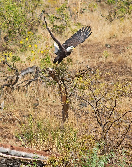 Free Bald Eagle Nature photo and picture