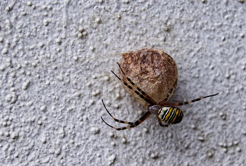 Free Spider Wasp Spider photo and picture