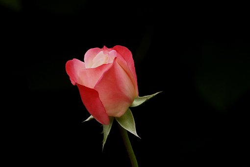 Trandafir, Floare, Plantelor, Petale