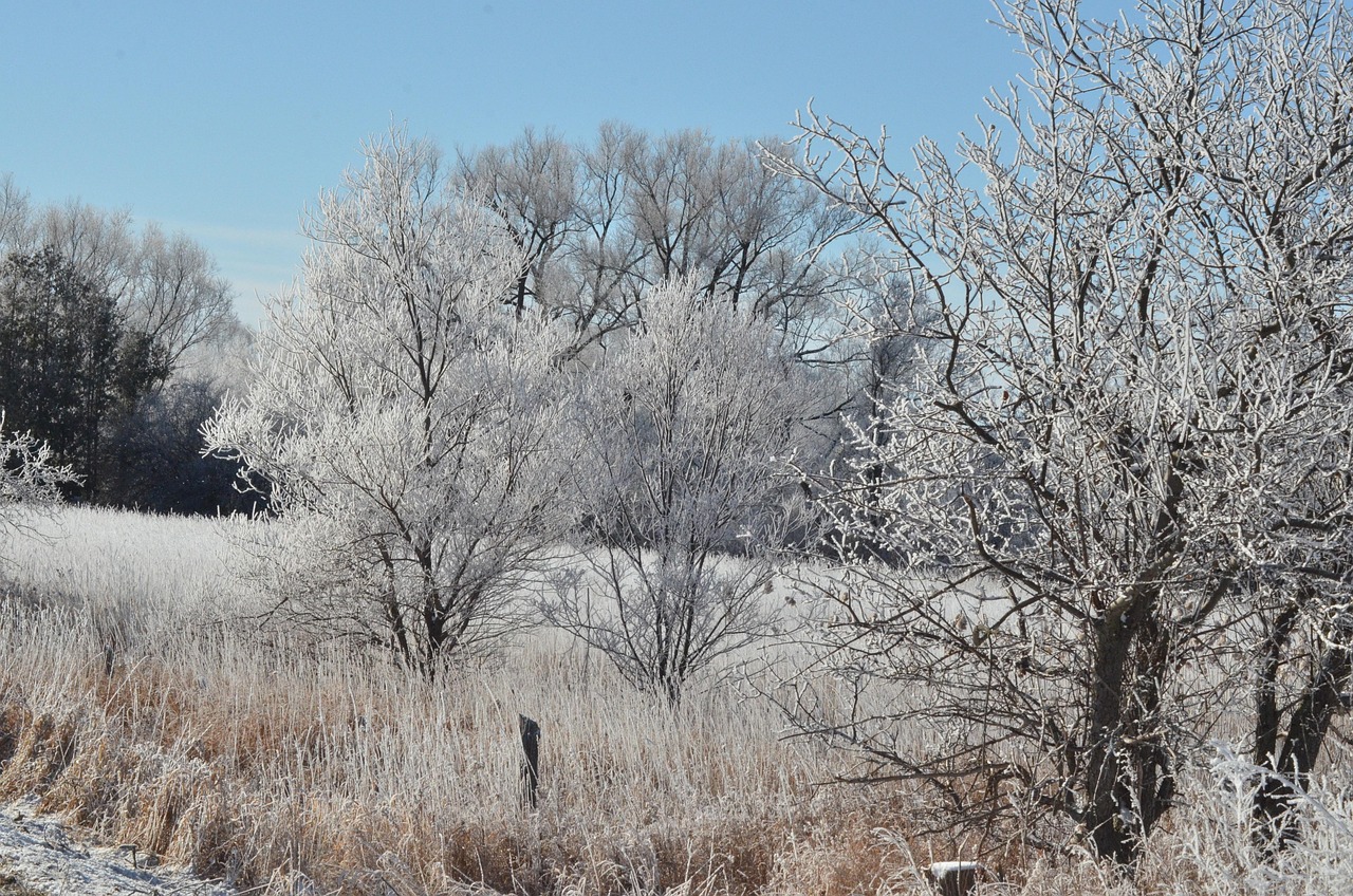 雪 冬 木 - Pixabayの無料写真 - Pixabay