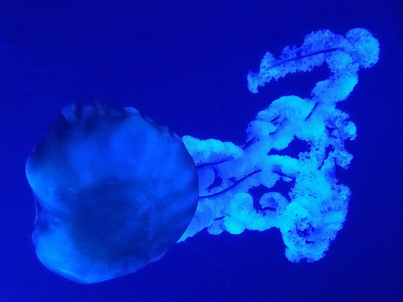 Compass Jellyfish Sea Underwater - Бесплатное фото на Pixabay - Pixabay