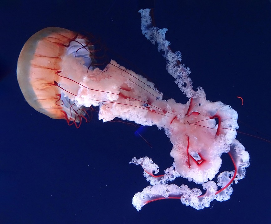 Compass Jellyfish Sea Underwater - Бесплатное фото на Pixabay - Pixabay