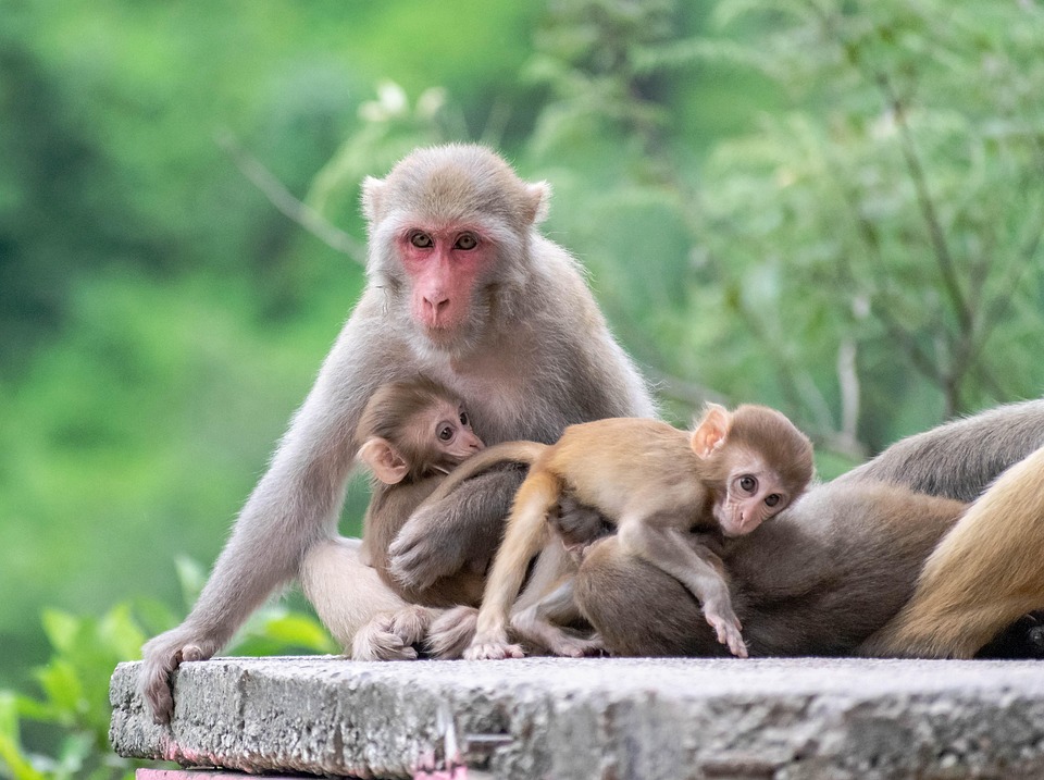 Monkeys Family Animals Free Photo On Pixabay Monkeys Family Animals Free Photo On Pixabay