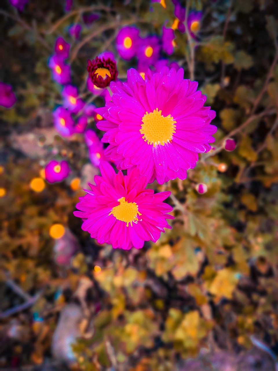 Editing Flower Free photo on Pixabay Pixabay