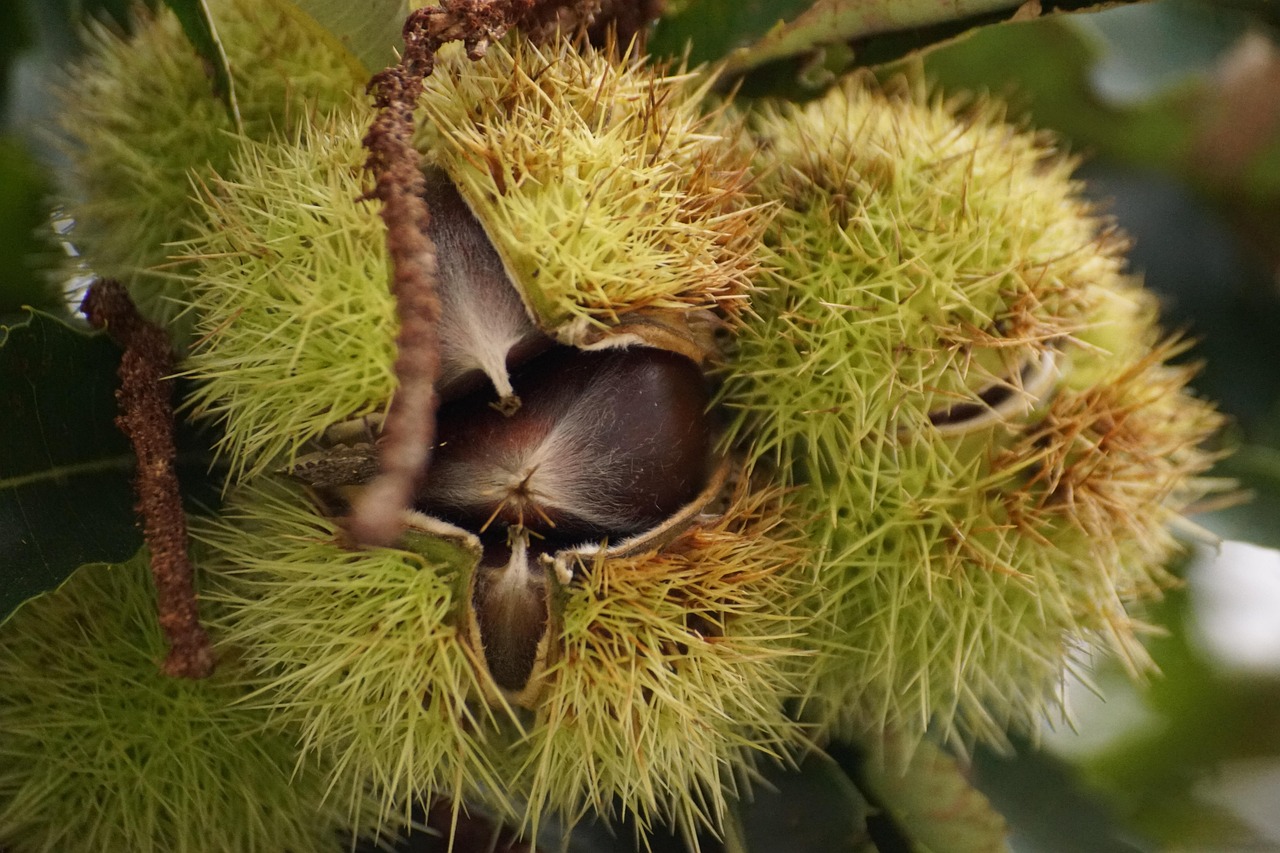 Kastanye Kastanye Hijau Alam - Foto gratis di Pixabay - Pixabay