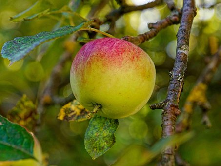 Manzana, Fruta, Comida, Rama, Árbol