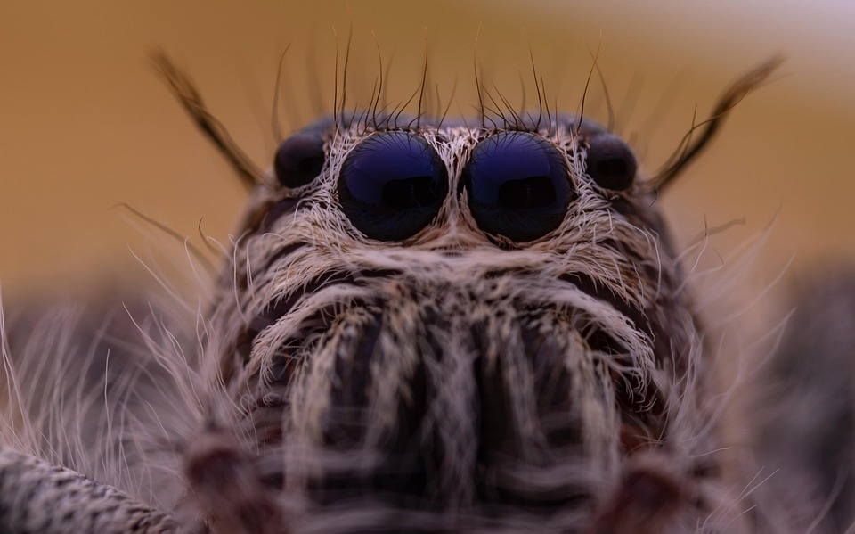Spider Face Insect Spider Eyes Insect - Free photo on Pixabay