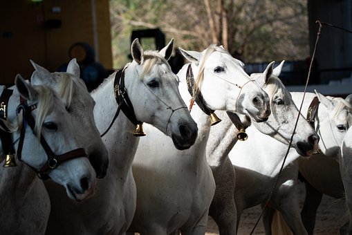 Free Horse Horses photo and picture