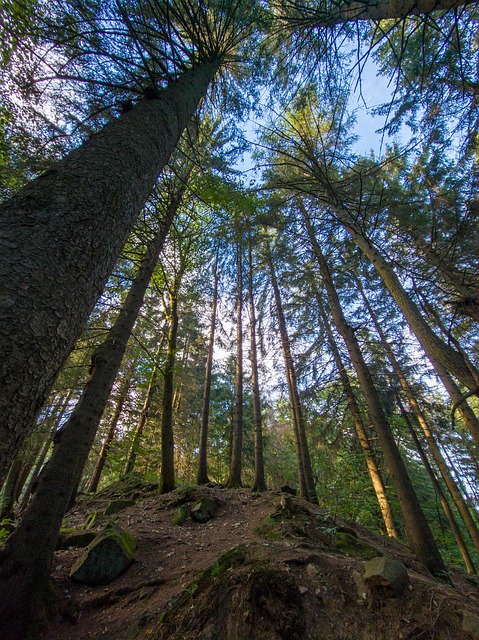 Træer, Skov, Stamme, Sten, Natur, Himmel