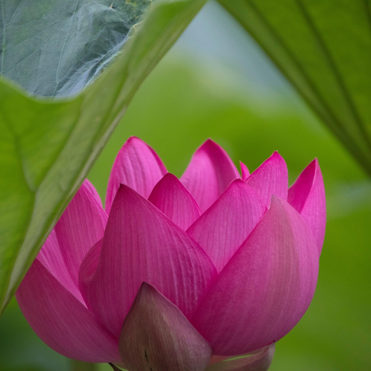 Flor Loto Rosa - Foto gratis en Pixabay - Pixabay