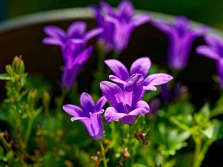 Campanilla, Flores, Planta