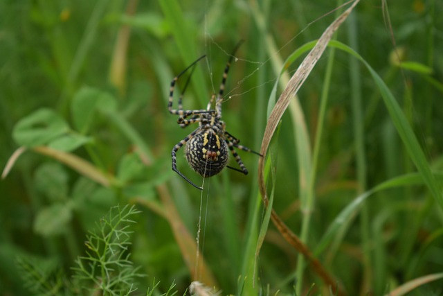 Free Spider Insect photo and picture