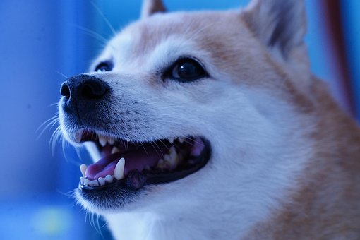 Hond, Japan, Dier, Huisdier, Shiba
