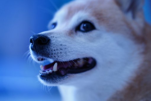 Shiba, Hond, Dier, Huisdier, Japan