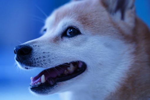 Shiba, Japan, Hond, Dier, Huisdier