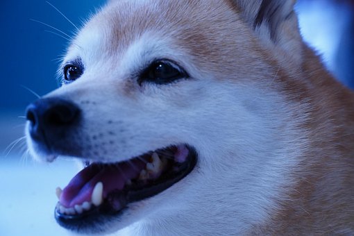 Shiba, Hond, Dier, Huisdier, Natuur