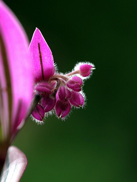 Free Flower Flower Wallpaper photo and picture