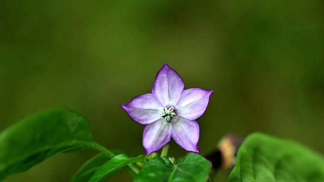 Free Pepper Flower photo and picture