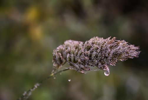 Free Grass Blossom photo and picture