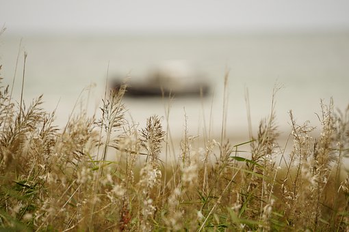 Free Nature Meadow photo and picture