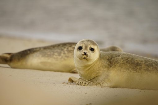 Free Seal Animal photo and picture