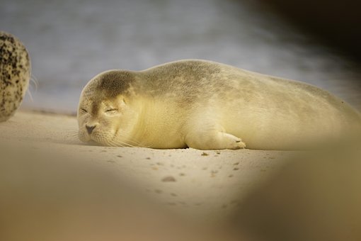 Free Seals Wildlife photo and picture