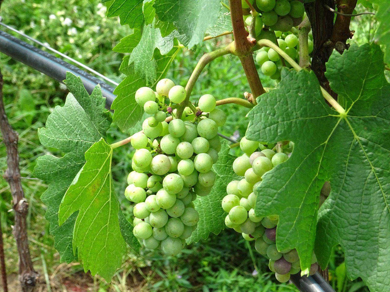 Le Rasin Les Raisins Vigne Raisin Feuilles - Photo gratuite sur Pixabay - Pixabay