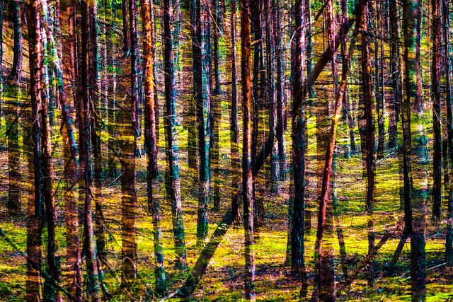 Woud, Natuur, Kleuren, Abstract