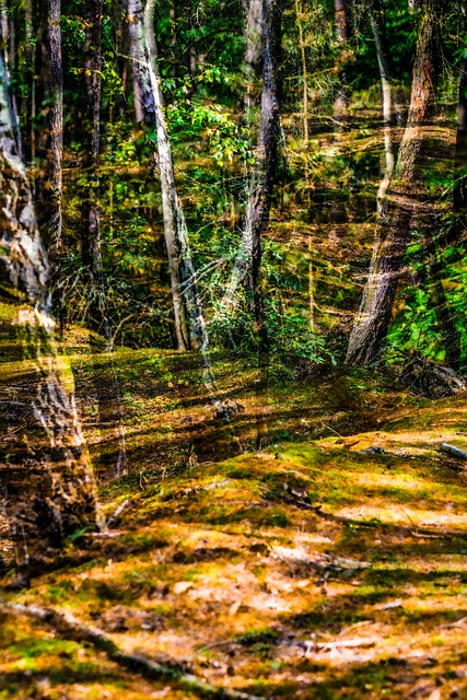 Energie, Woud, Achtergrond, Abstract