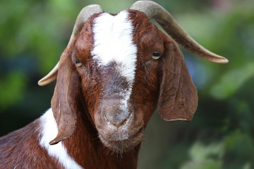 Koza, Zviera, Milé, Farma, Detská Zoo