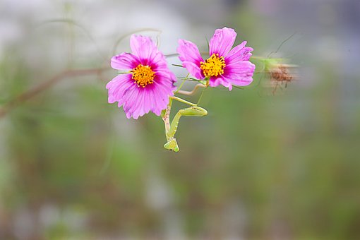 螳螂唱秋歌, 螳螂, 昆虫, 宇宙, 花, 野生动物, 翼, 记忆, 景观