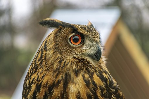 Free Bird Owl photo and picture
