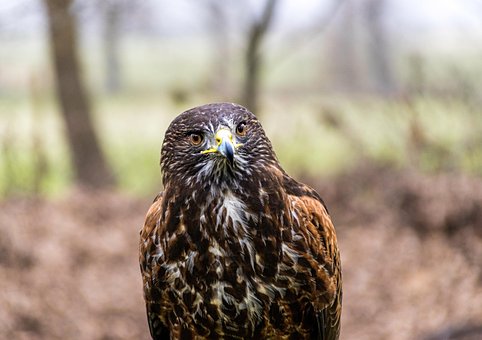 Free Hawk Bird photo and picture