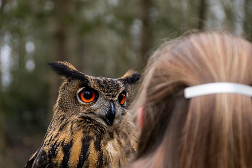 Free Eagle-Owl Owl photo and picture