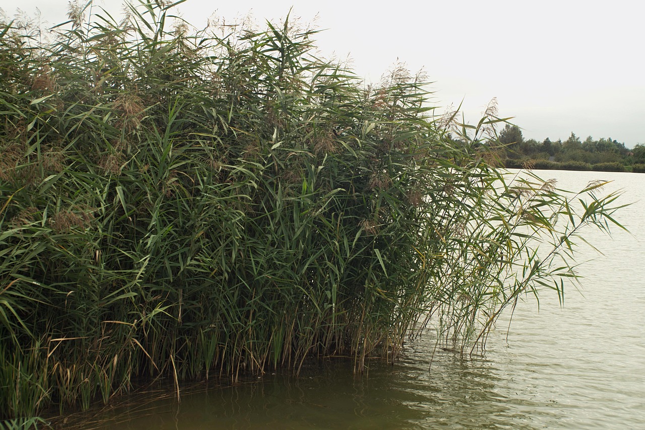 Cane Water Nature Free photo on Pixabay Pixabay
