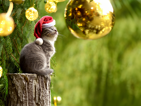 Ai Generiert, Katze, Weihnachtsmütze