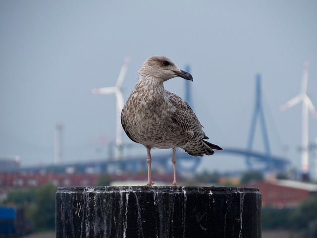 Free Bird Seagull photo and picture