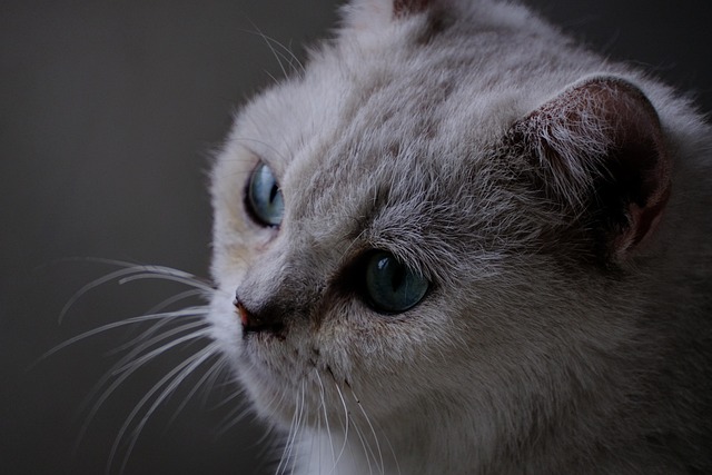 Gato, Animal, Mamífero, Felino