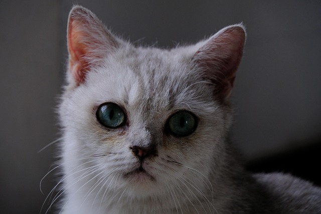 Gato, Animal, Mamífero, Felino