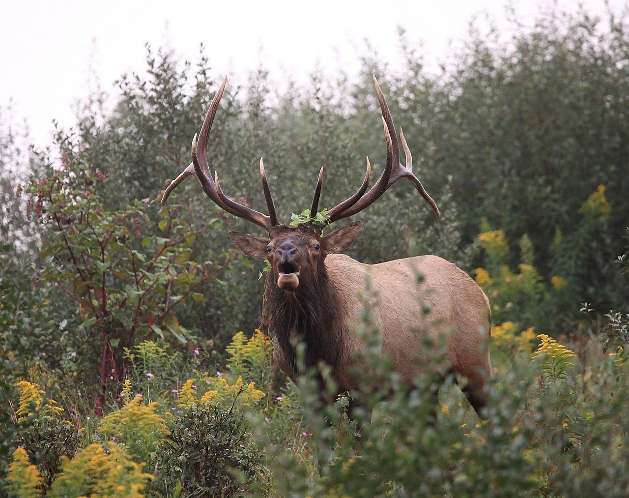 One Elk 400+ Free Elk & Moose Photos - Pixabay