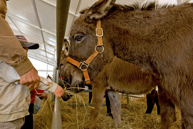 Free donkeys animals equine illustration
