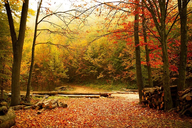Free Autumn Fall photo and picture